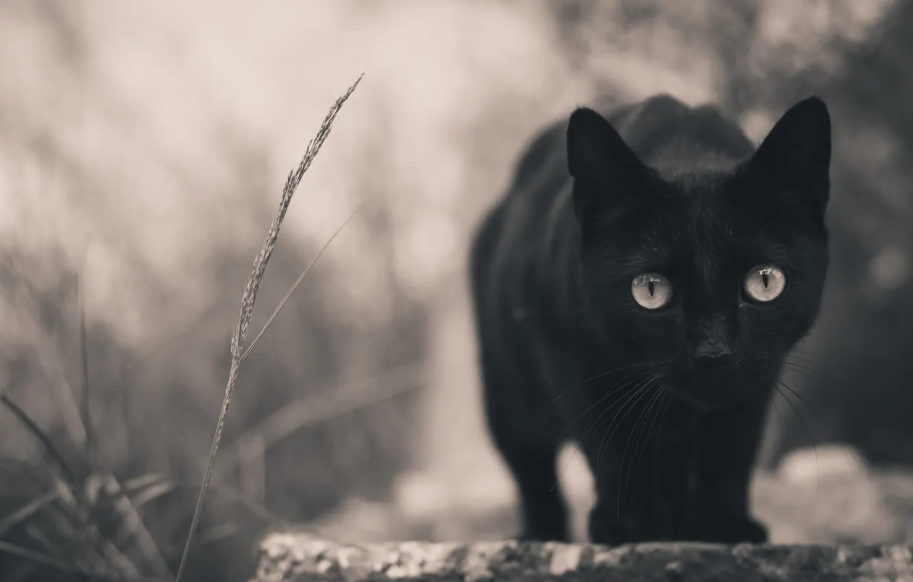 Фото обои кошка, черная, смотрит