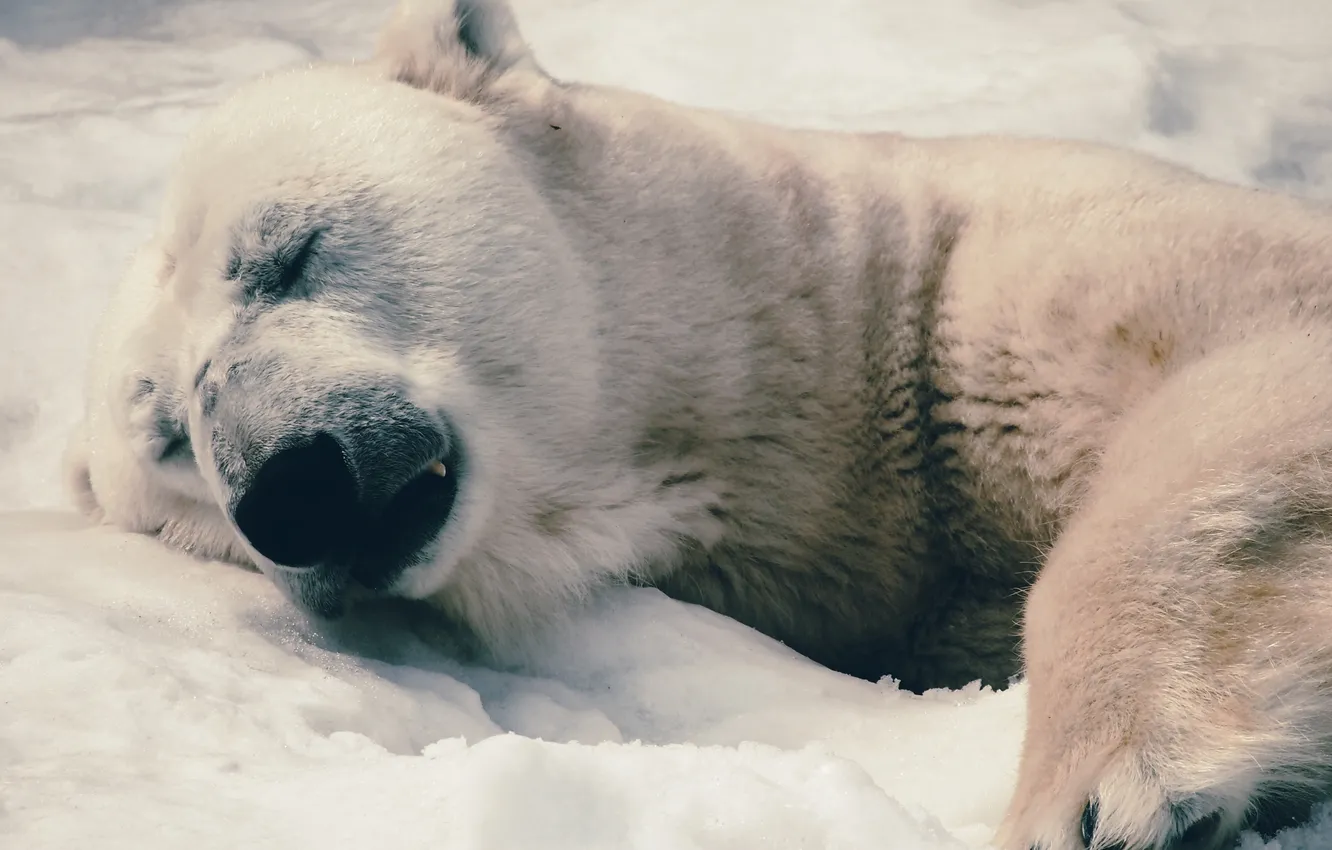Фото обои морда, фон, отдых, полярный медведь