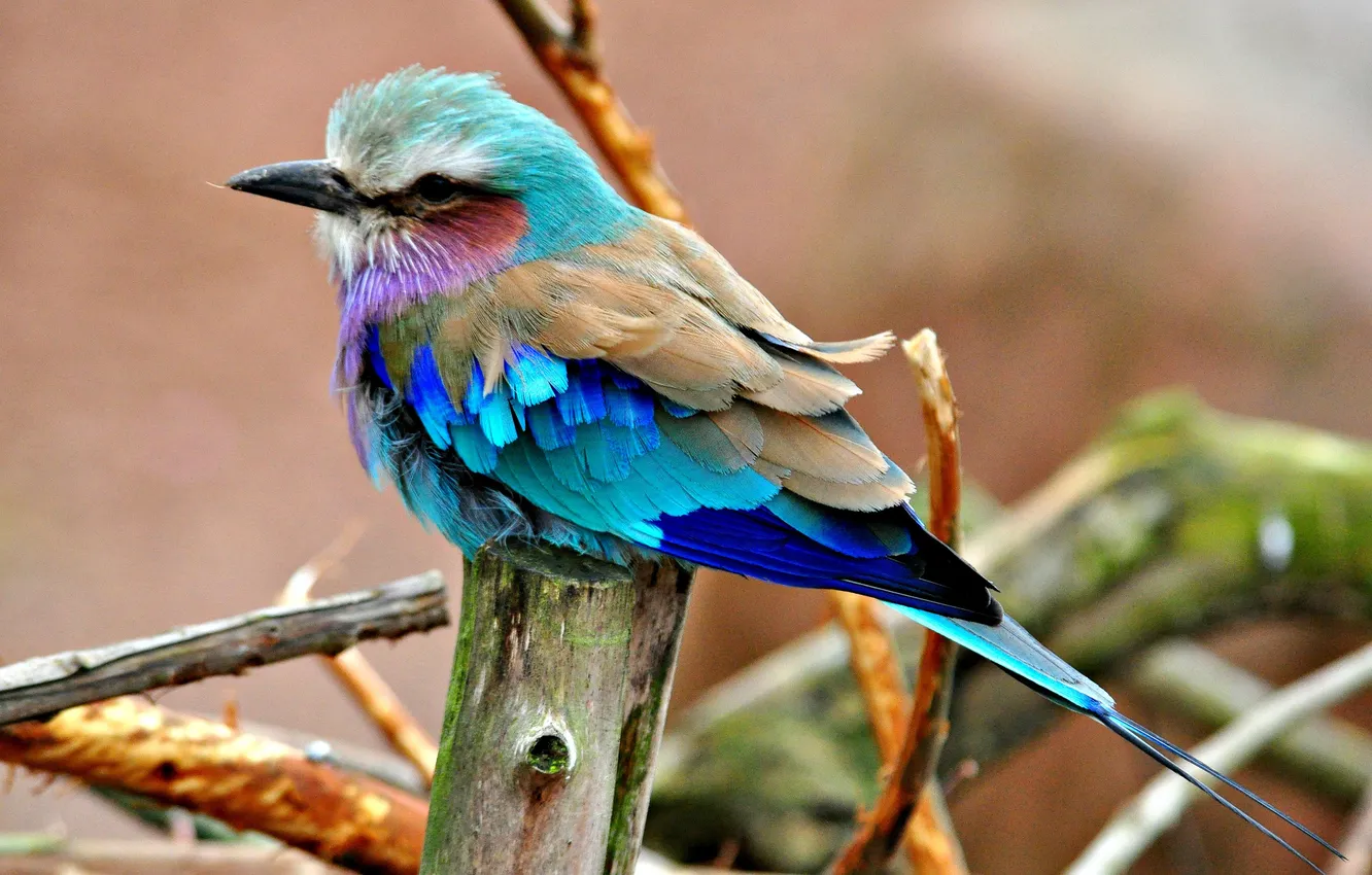 Фото обои птица, цвет, перья, клюв, хвост