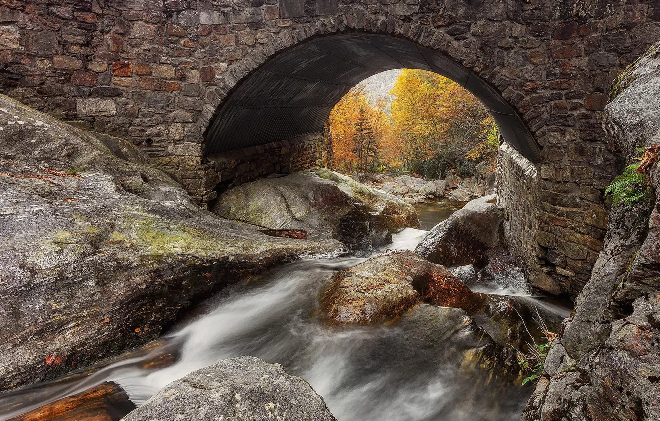 Фото обои осень, лес, мост, природа, река