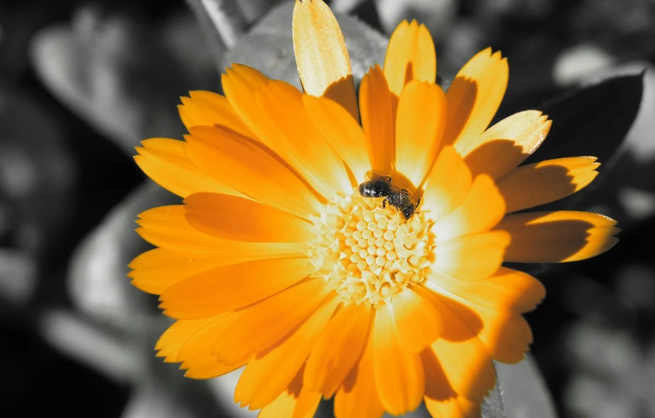 Фото обои нектар, пчела, цвет, черно-белая
