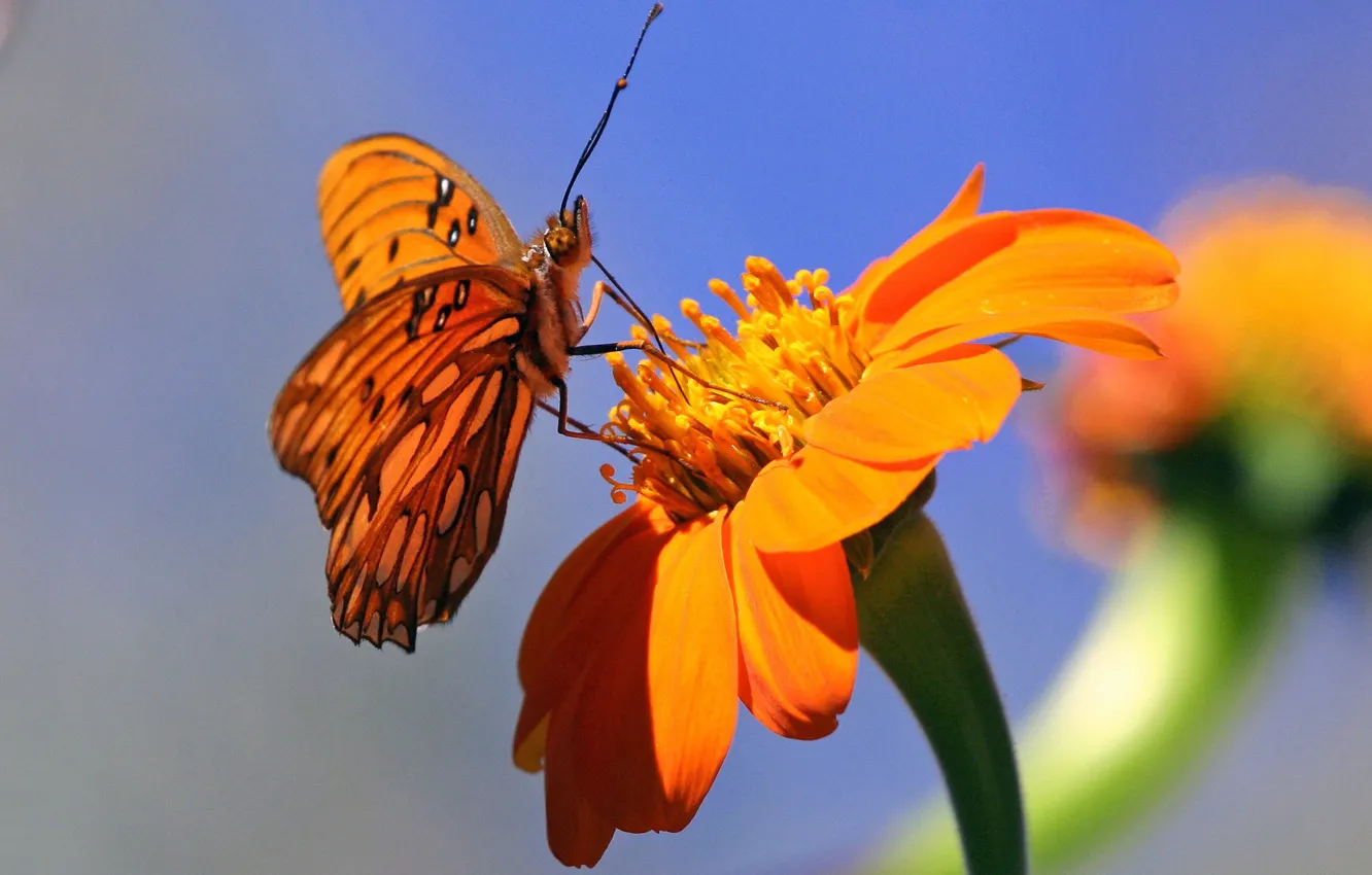 Фото обои цветок, фон, бабочка, оранжевые