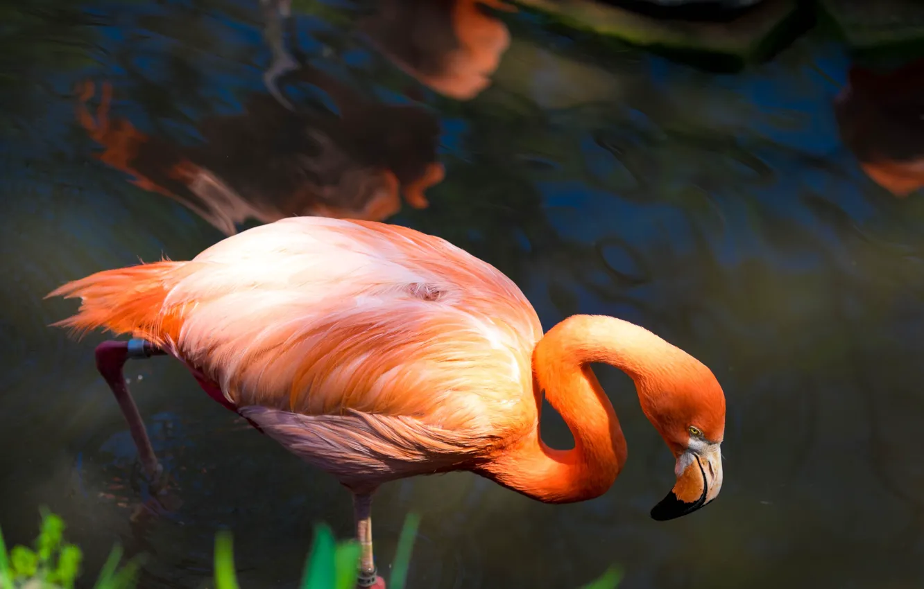 Фото обои поза, птица, фламинго, водоем, розовый фламинго