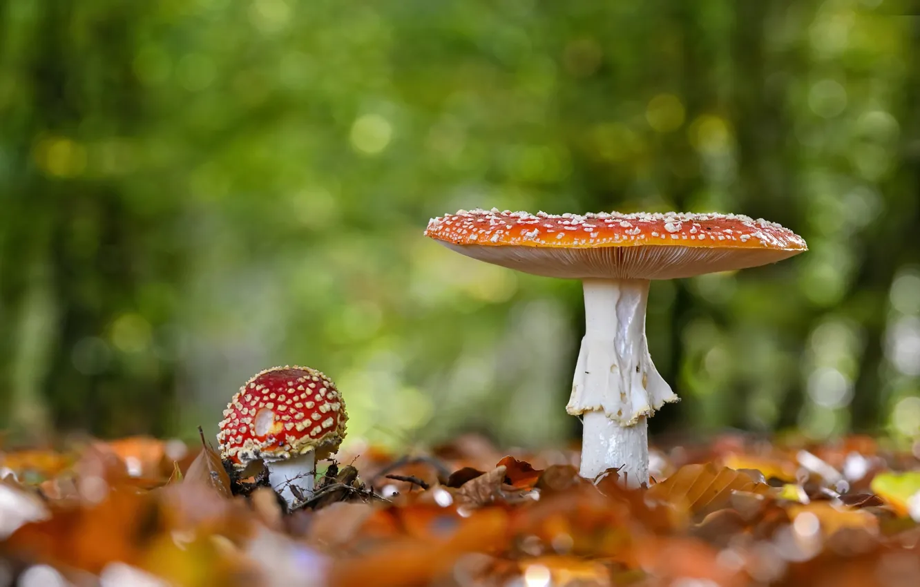 Фото обои осень, лес, листья, природа, грибы, мухоморы, парочка, боке