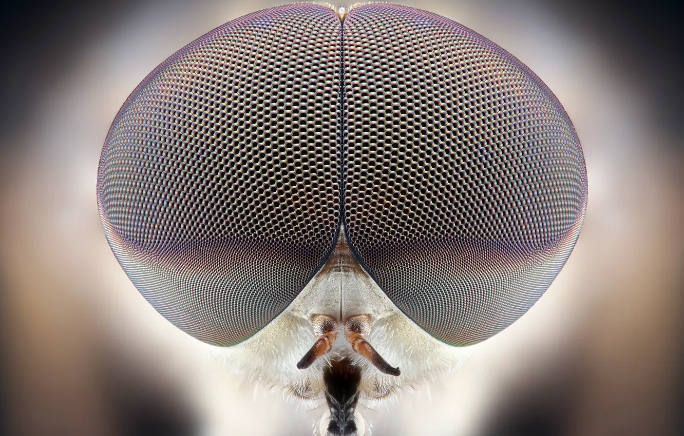 Фото обои eyes, insect, many
