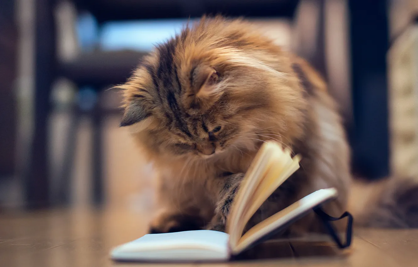 Фото обои кошка, котенок, игра, пол, блокнот, книга, страницы, Daisy