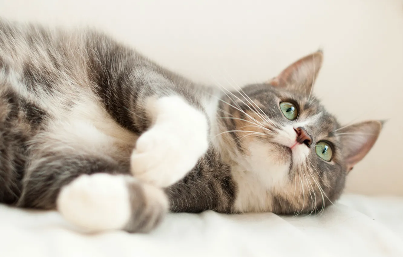 Фото обои кошка, кот, взгляд, морда, серый, фон, портрет, лапки