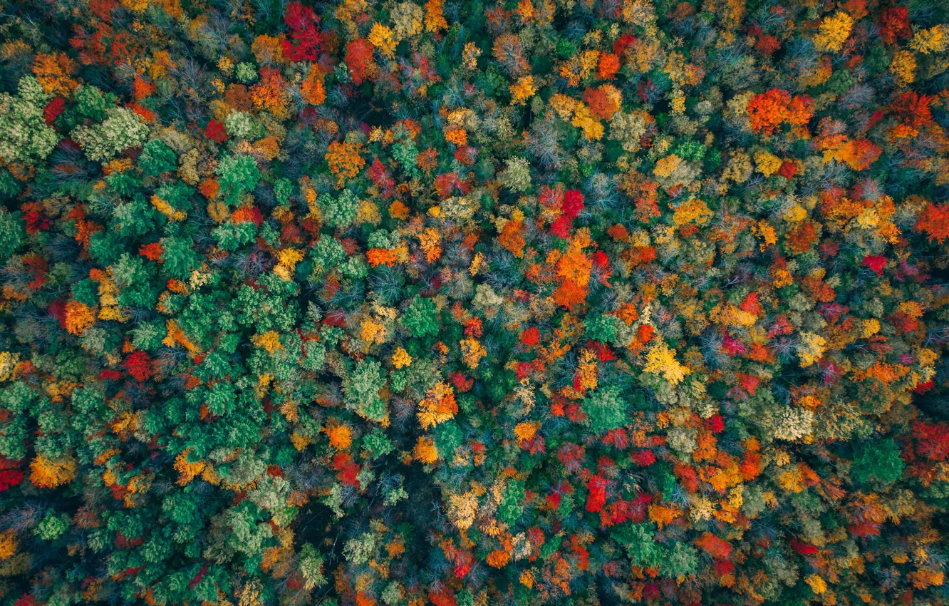 Фото обои осень, лес, деревья, краски