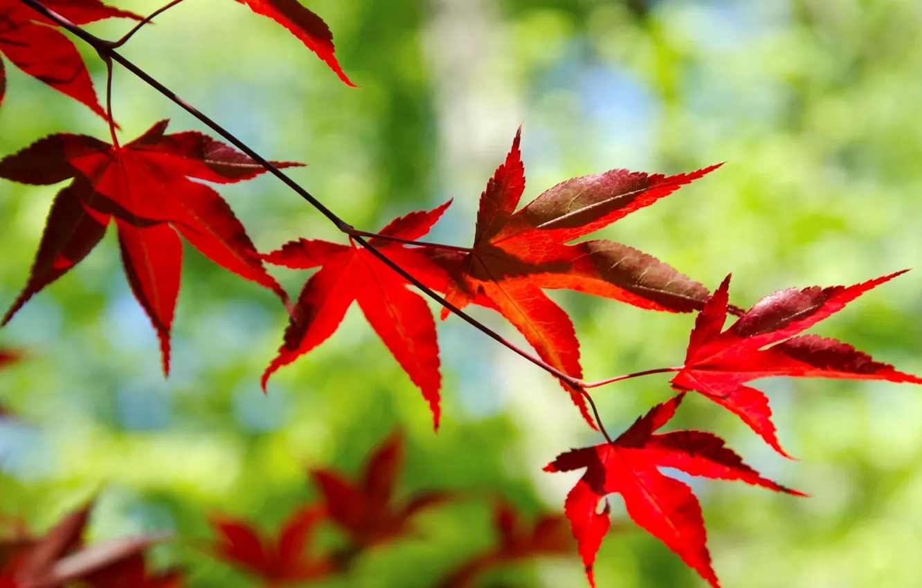 Фото обои листья, макро, красный, фон, дерево, widescreen, обои, размытие