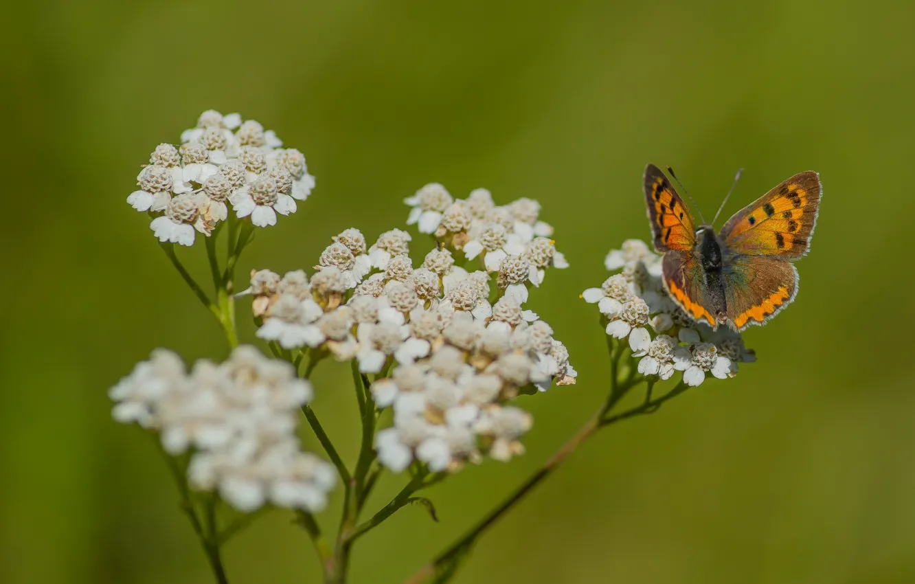 Фото обои nature, macro, flowers and butterflies, buterfly