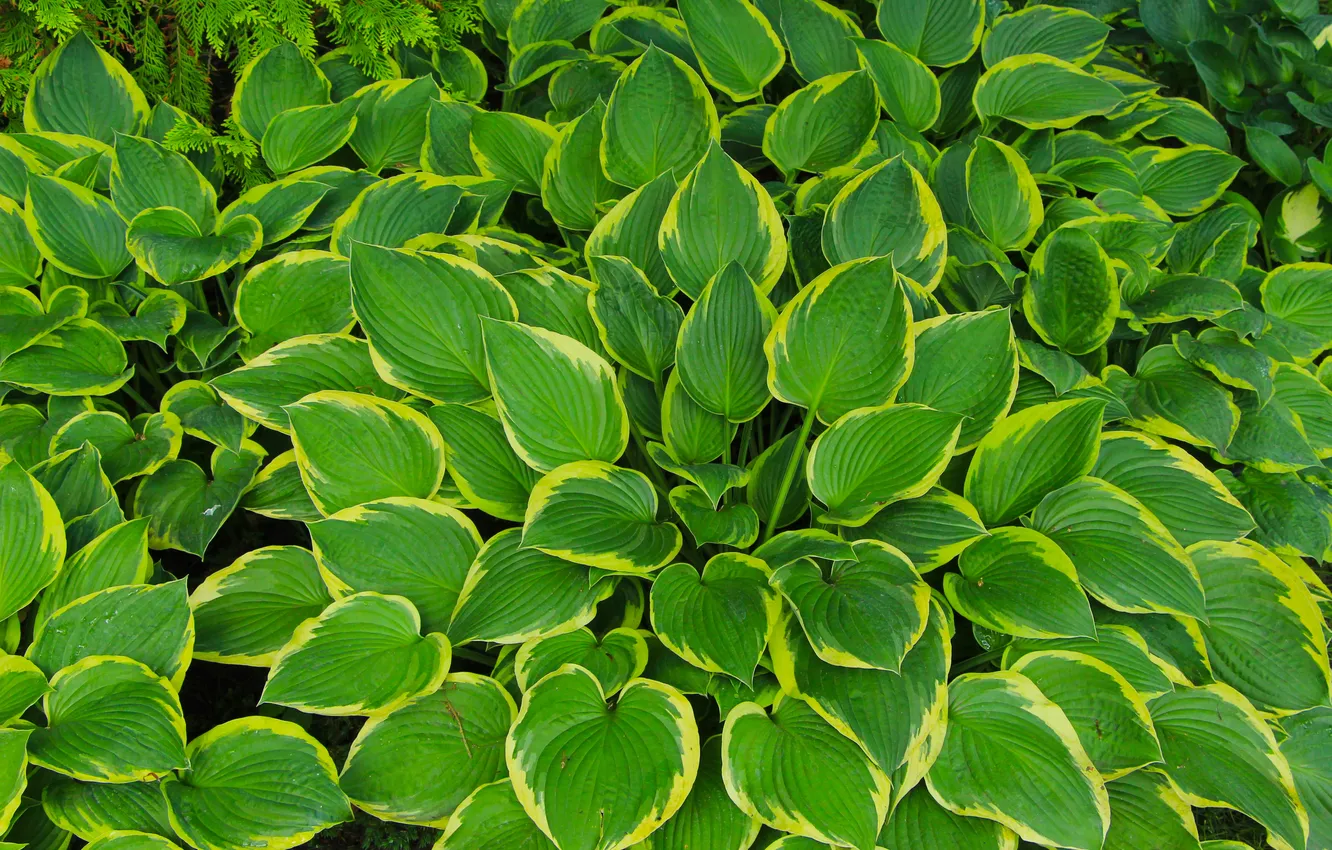 Фото обои green, leafs, plant