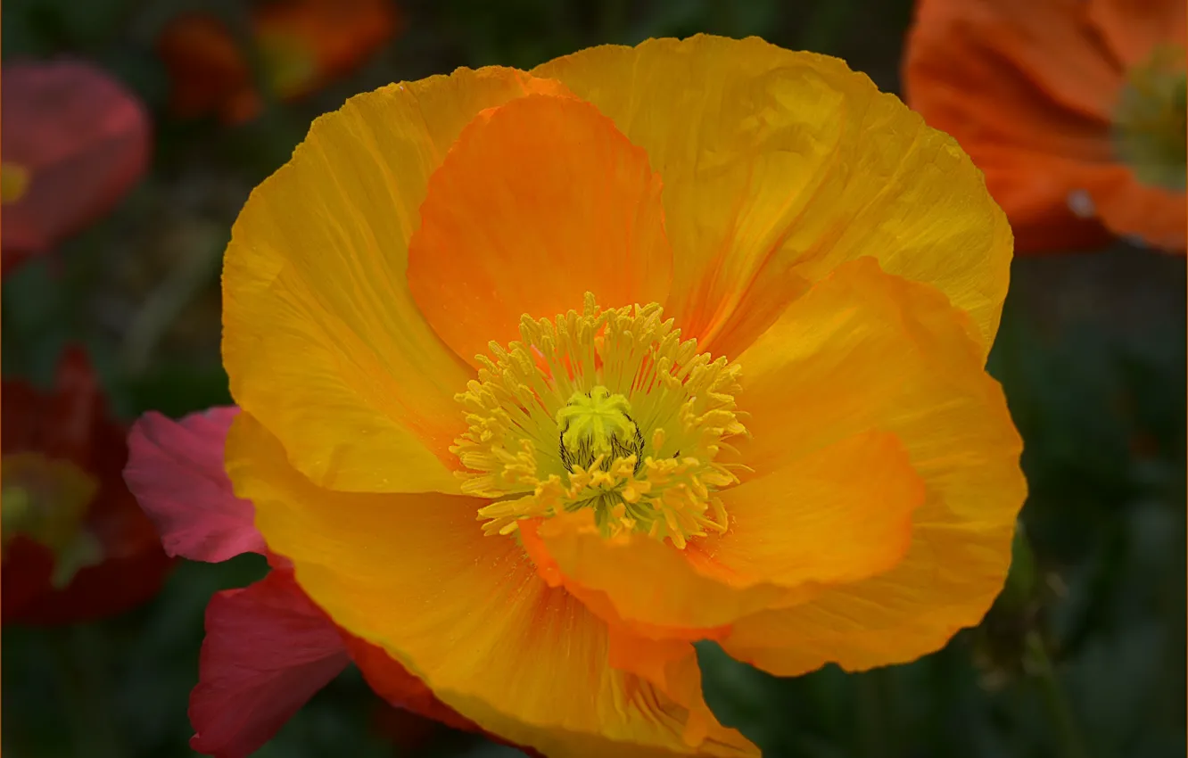 Фото обои макро, жёлтый, мак, yellow, macro, Poppy