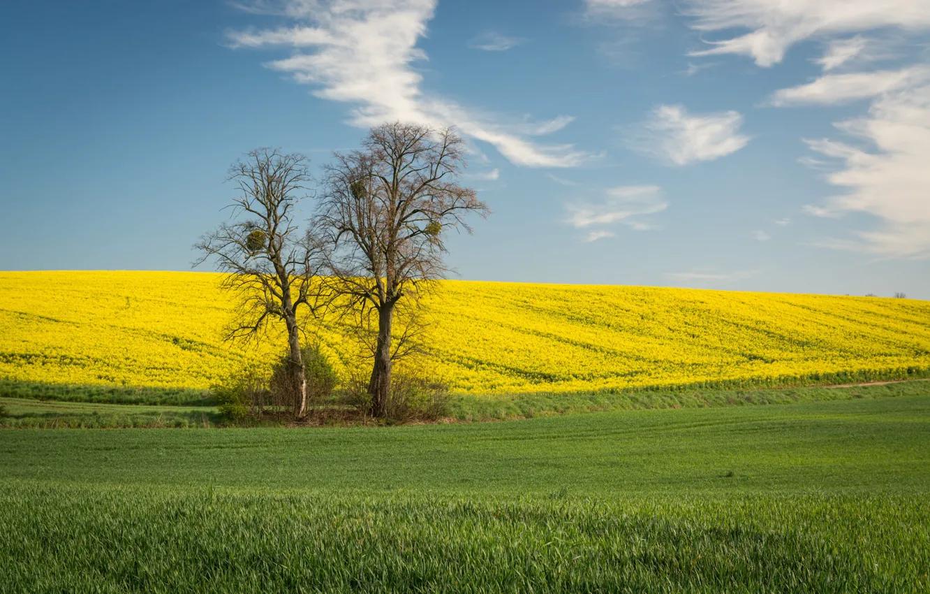 Yellow spring road. Поле рапса. Русская деревня летом. Дорога в цветочном поле. Yellow spring road.