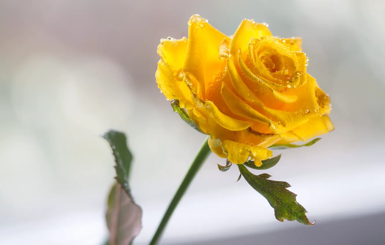 Фото обои роза, жёлтая, капельки воды