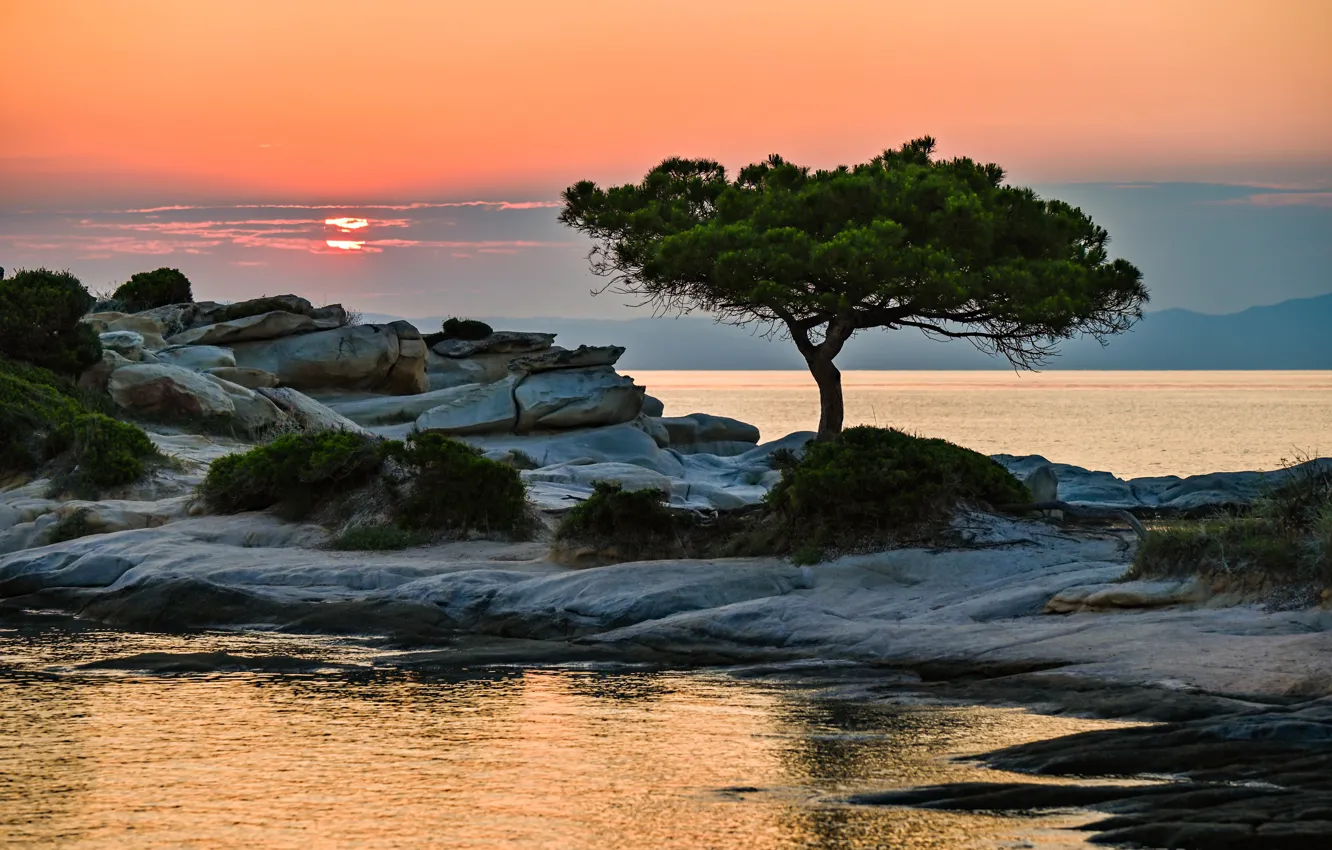 Фото обои камни, дерево, берег, водоем, сосна