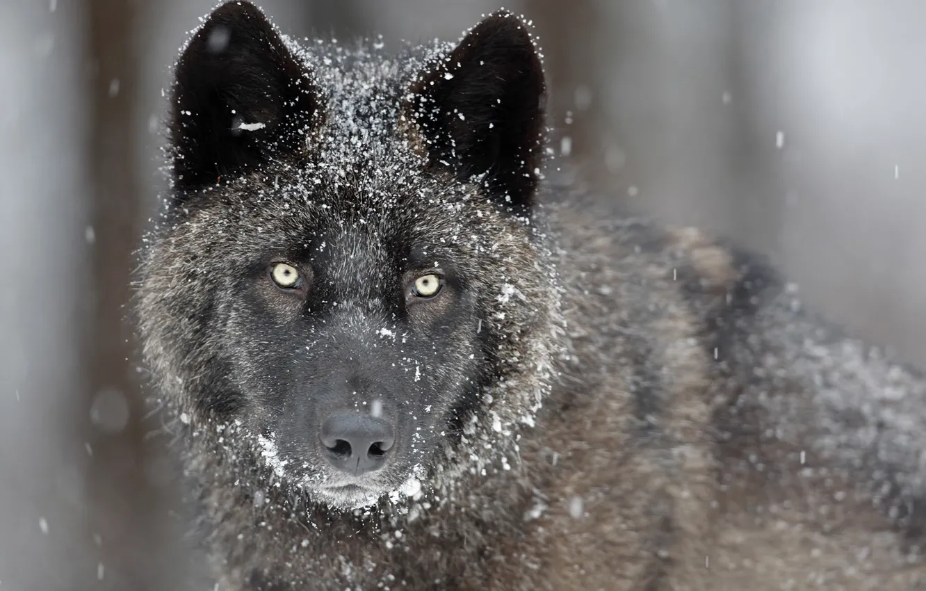 Фото обои глаза, взгляд, морда, снег, серый, хищник, Волк