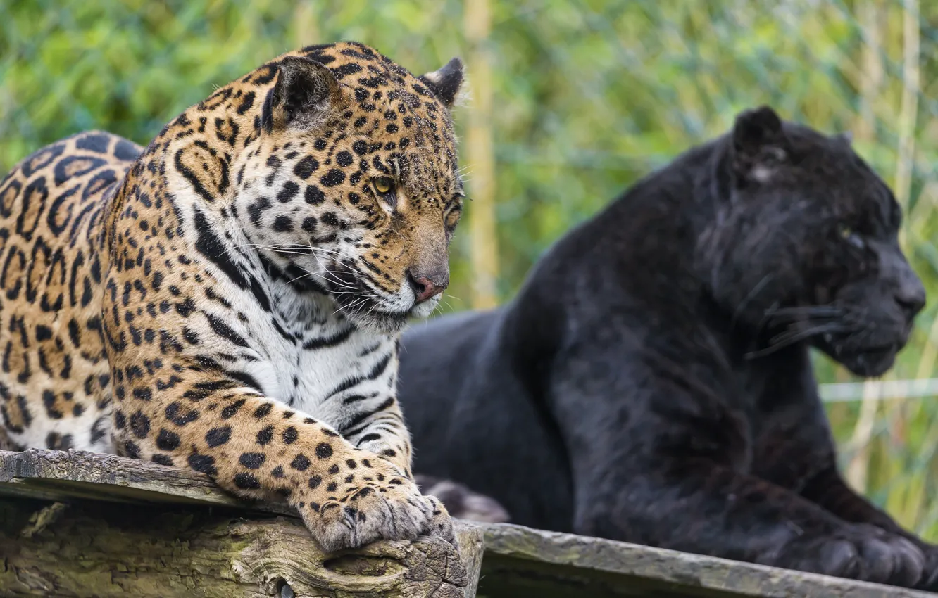 Фото обои кошка, взгляд, пара, ягуар, ©Tambako The Jaguar