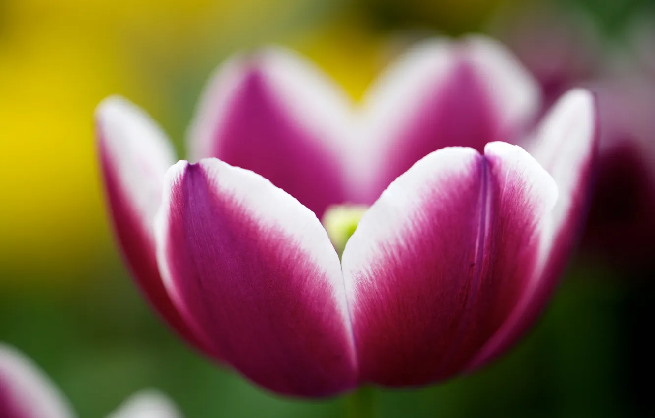 Фото обои цветок, природа, тюльпан, весна