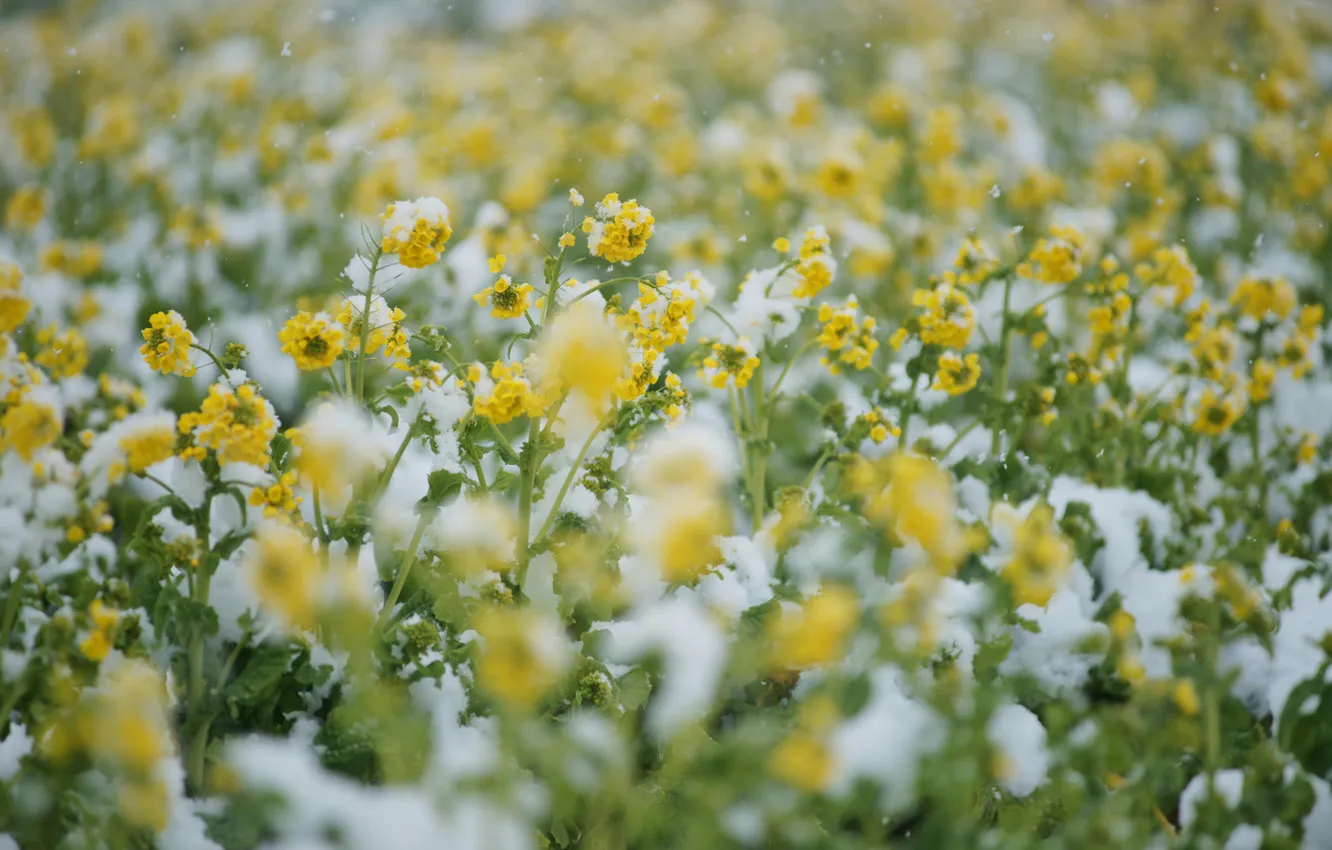 Фото обои холод, поле, снег, цветы, желтые