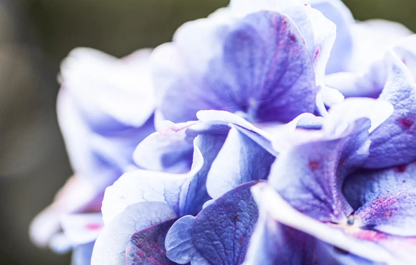 Фото обои фиолетовый, макро, цветы, синий, природа, лепестки, загадочность, блюр