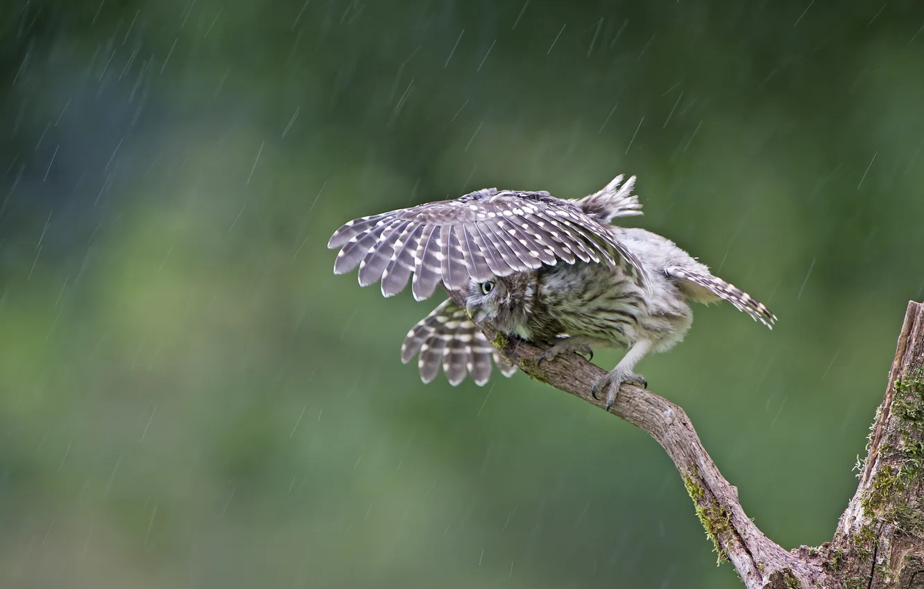 Фото обои капли, дождь, сова, птица, сук, сыч