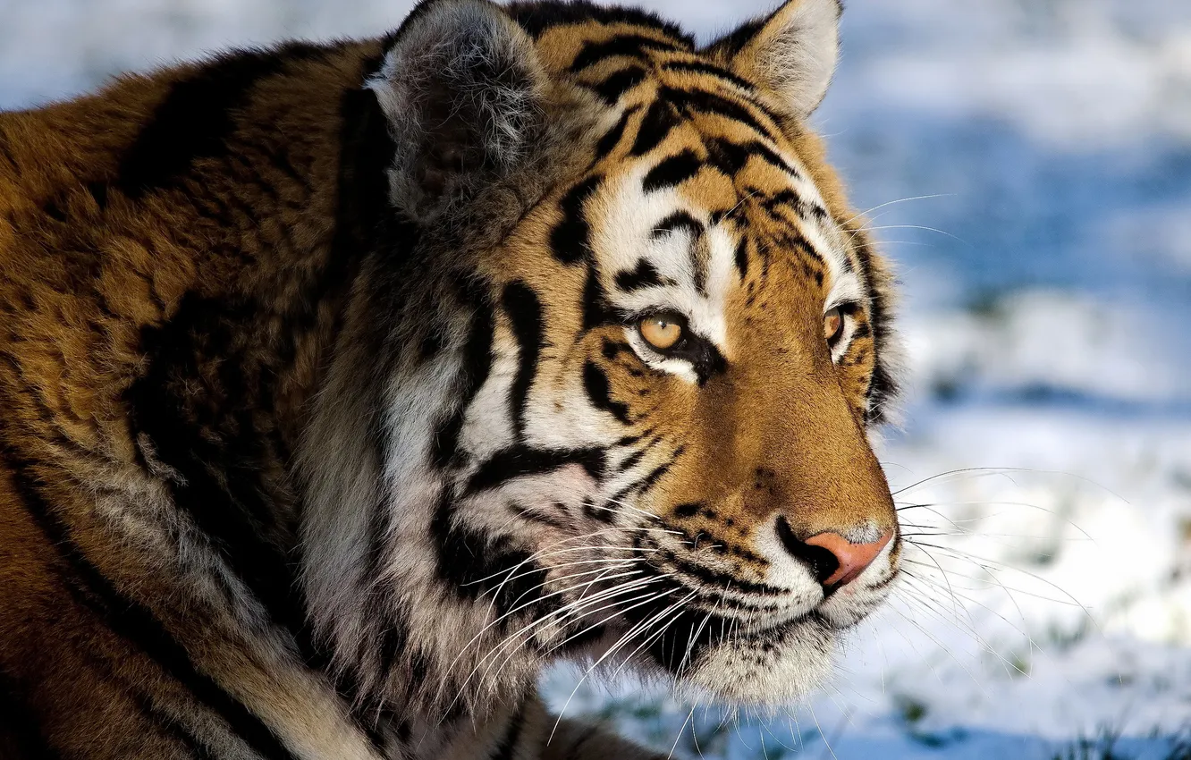 Фото обои усы, взгляд, морда, тигр, tiger, panthera tigris