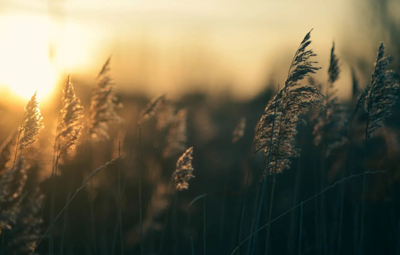 Фото обои трава, солнце, закат