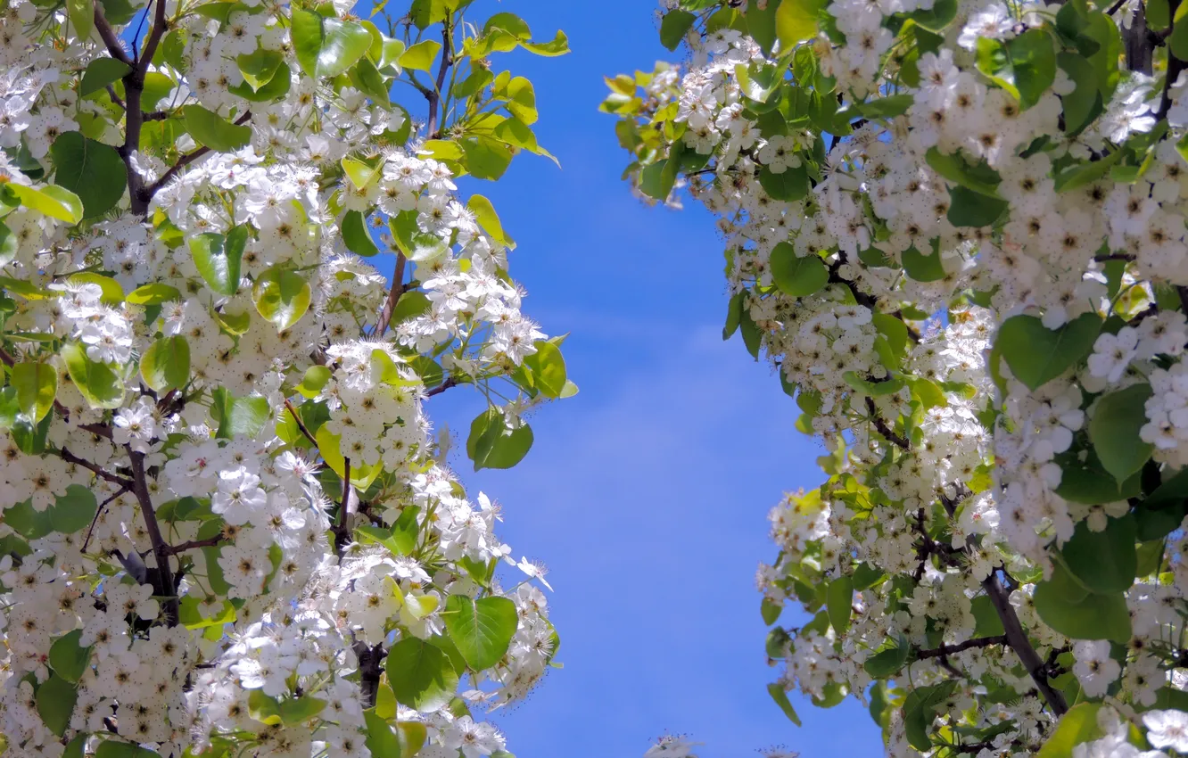 Фото обои небо, цветы, ветки, дерево, весна, лепестки