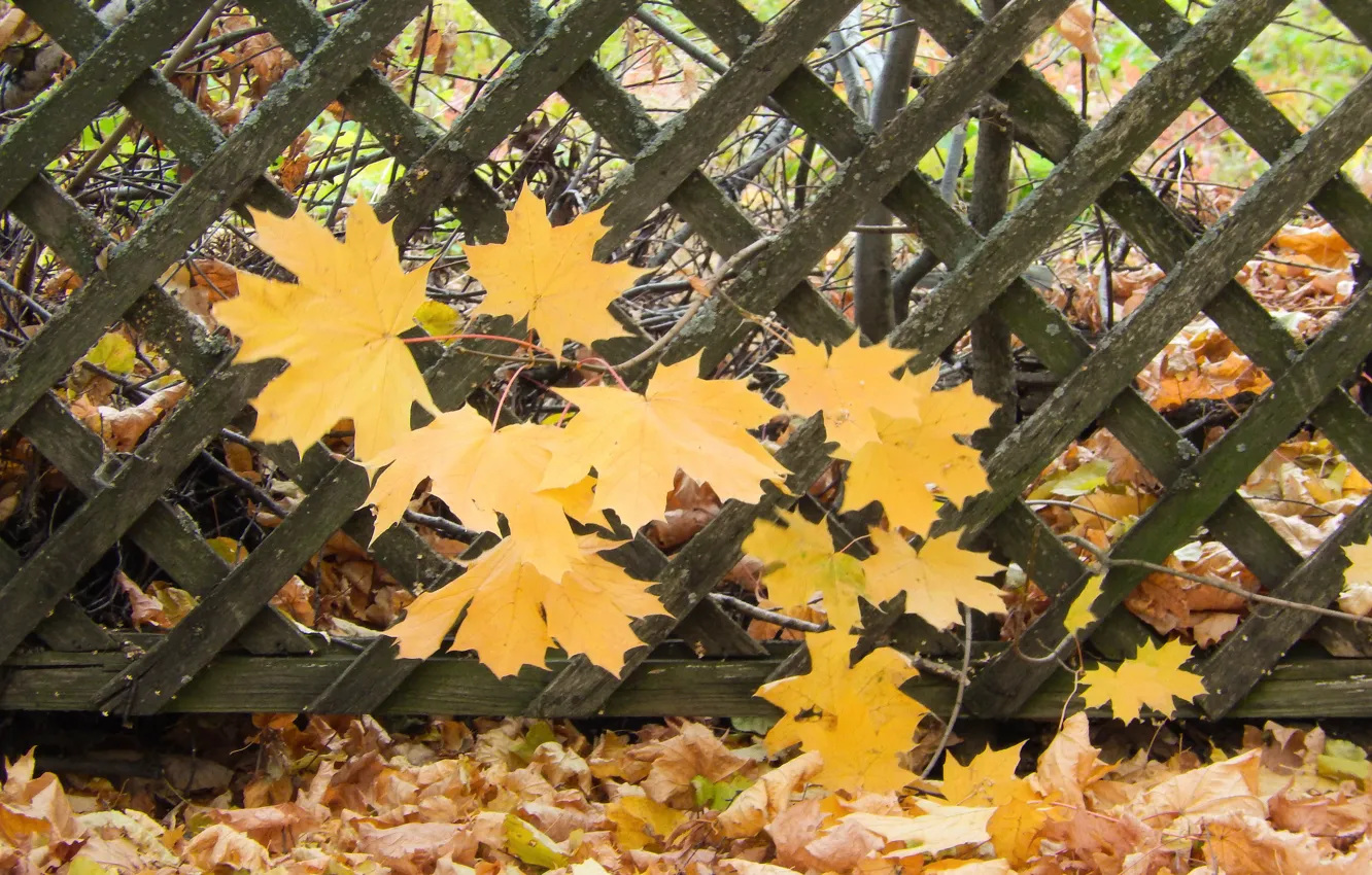 Фото обои листья, лист, widescreen, обои, забор, wallpaper, клен, широкоформатные