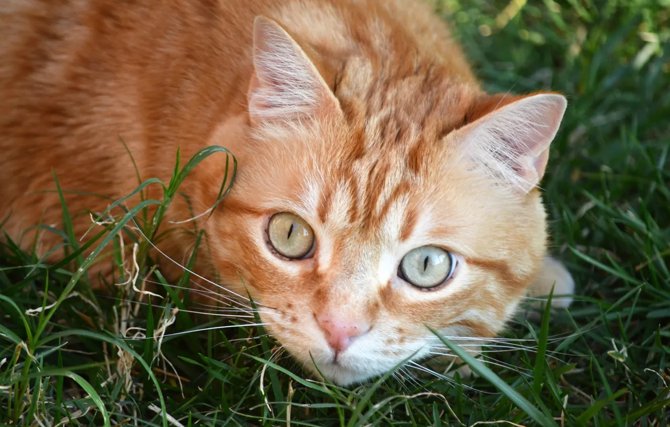 Фото обои трава, кот, взгляд, рыжий, мордочка, котейка, глазиша