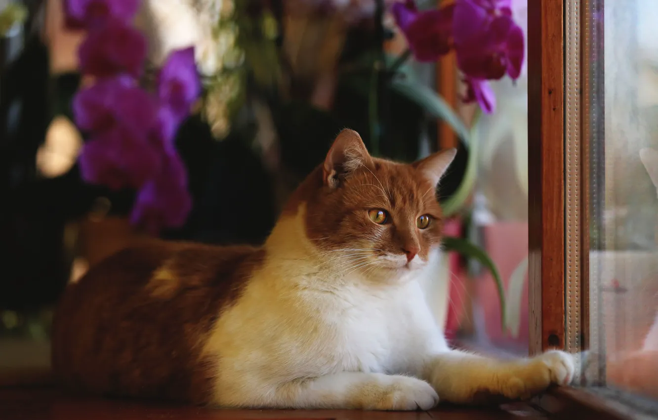 Фото обои кот, взгляд, цветы, животное, рама, окно, рыжий, лежит