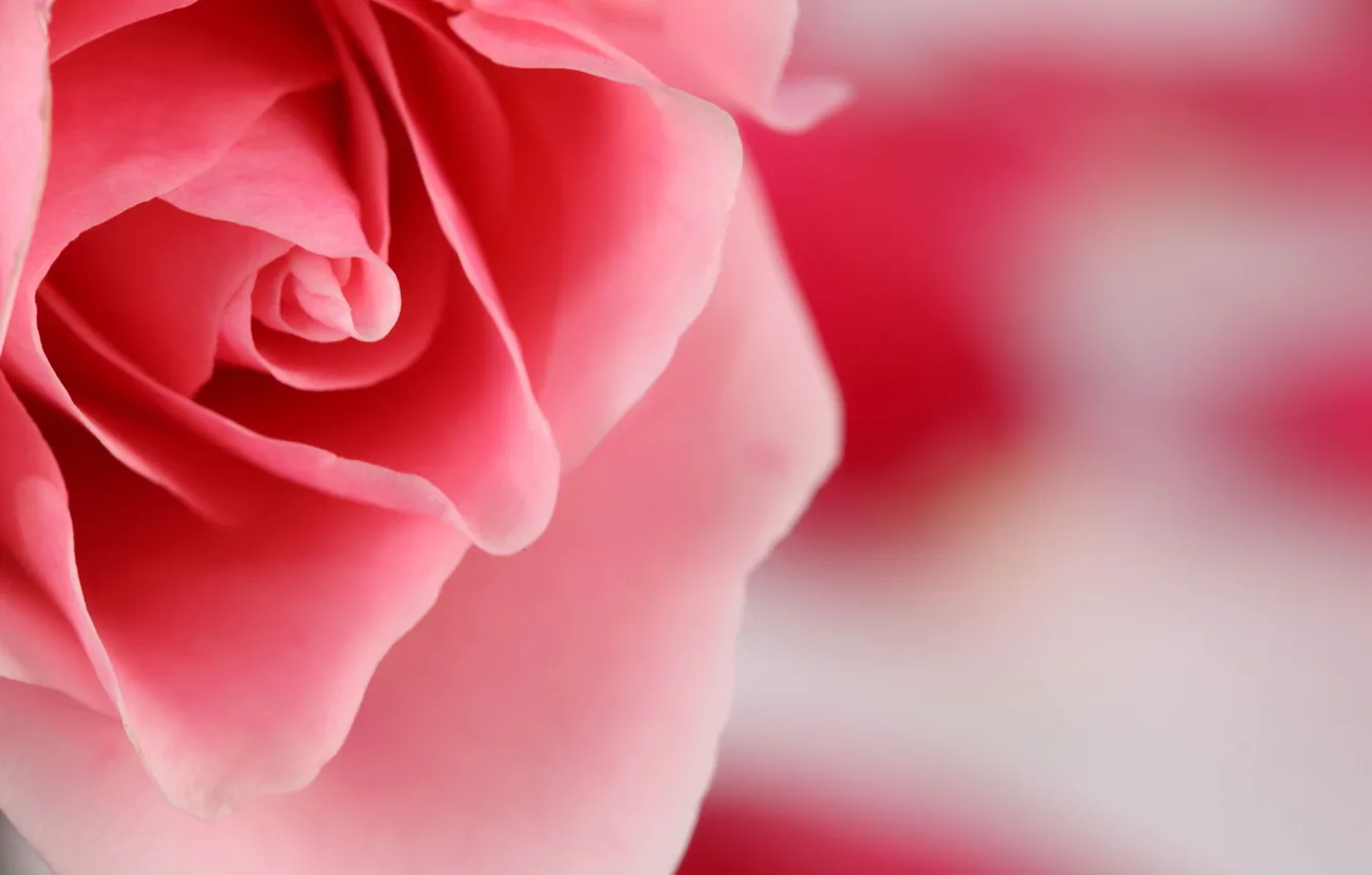 Фото обои цветок, макро, розовый, роза, цвет, лепестки