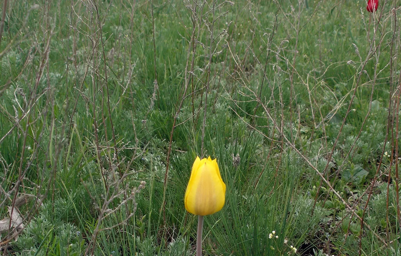 Фото обои поле, трава, цветы, желтый, степь, стебель, тюльпаны, травинка