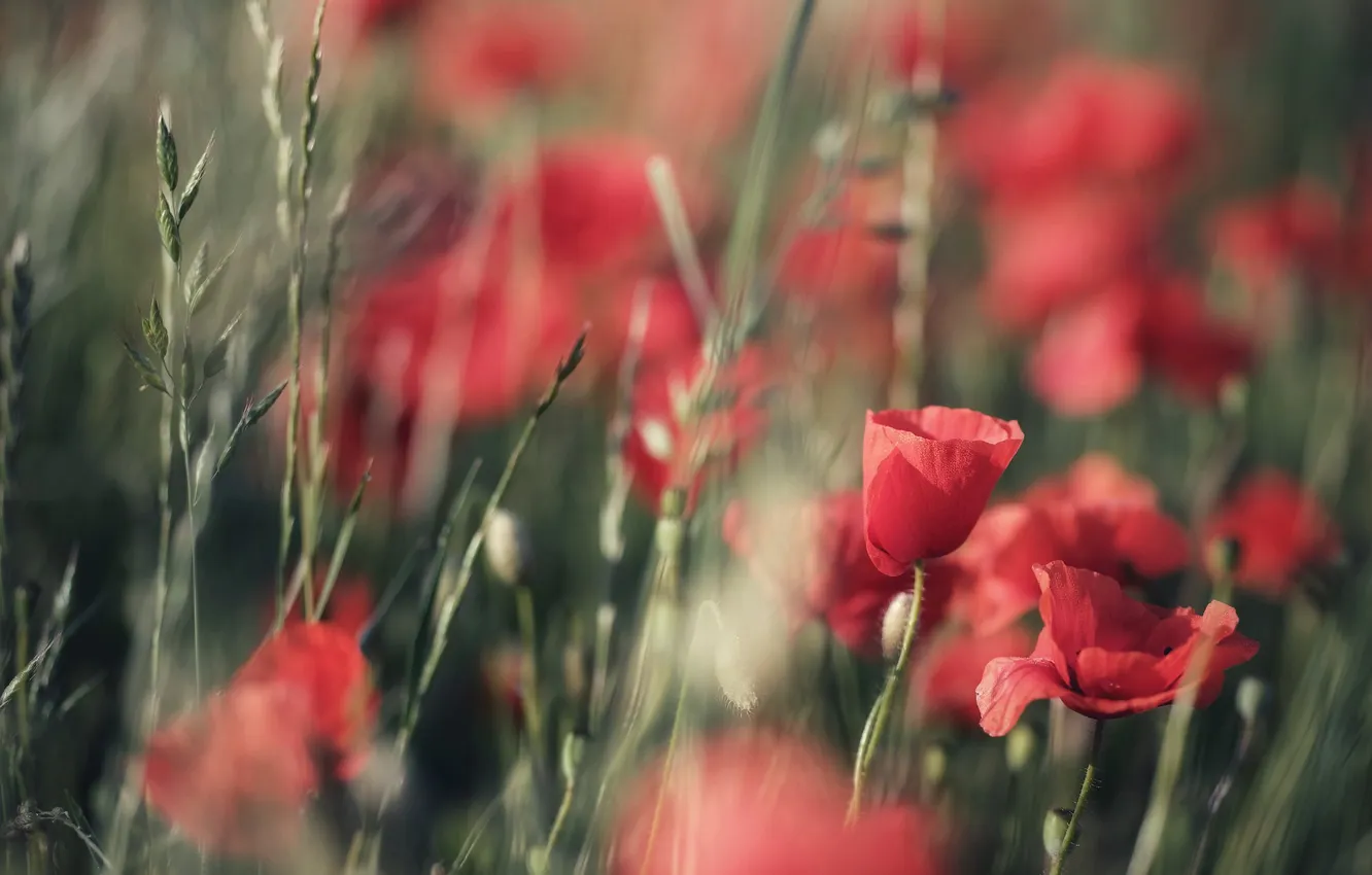 Фото обои лето, свет, цветы, красный, маки, размытие, колоски, блюр