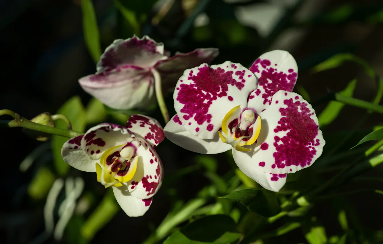 Фото обои цветы, природа, орхидея