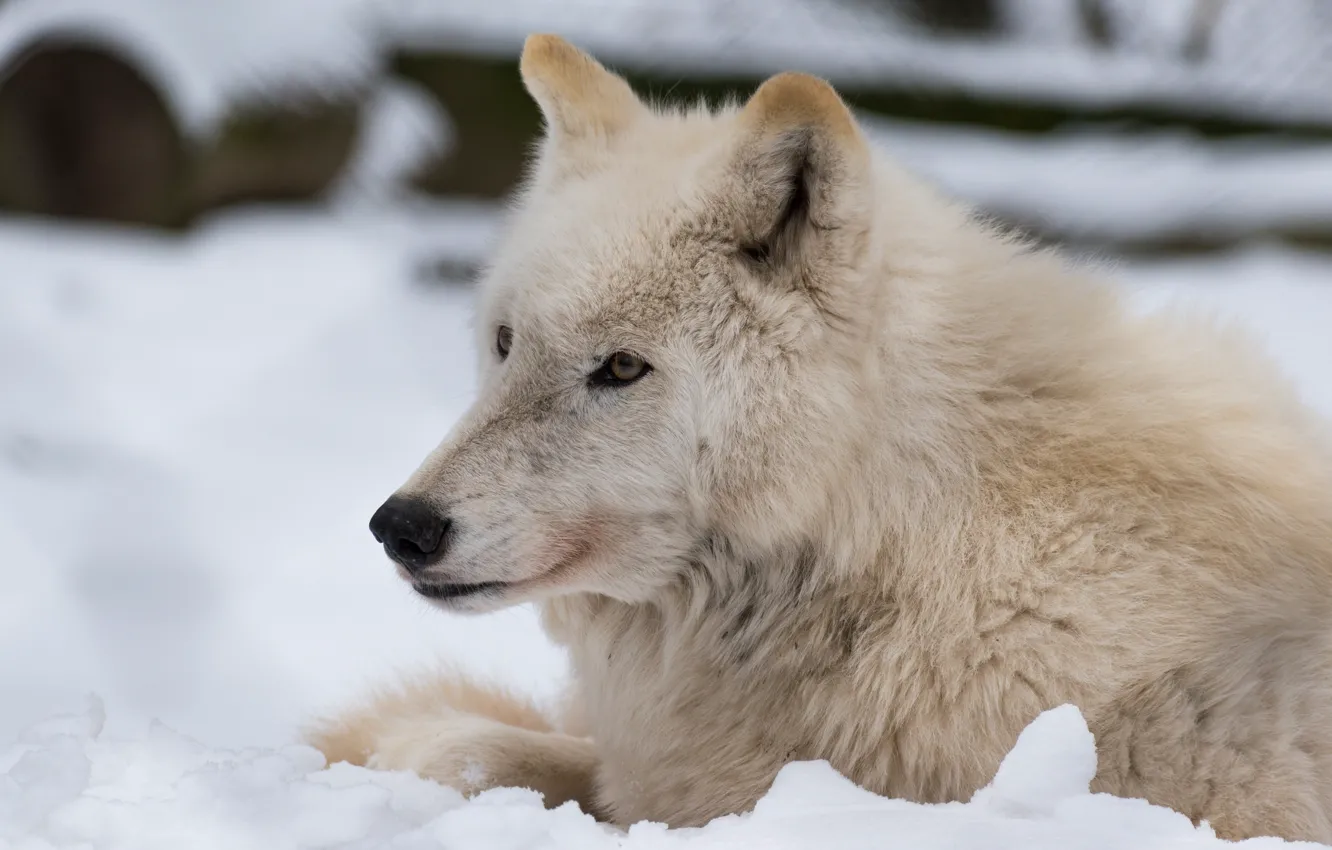 Фото обои зима, белый, взгляд, морда, снег, природа, фон, волк