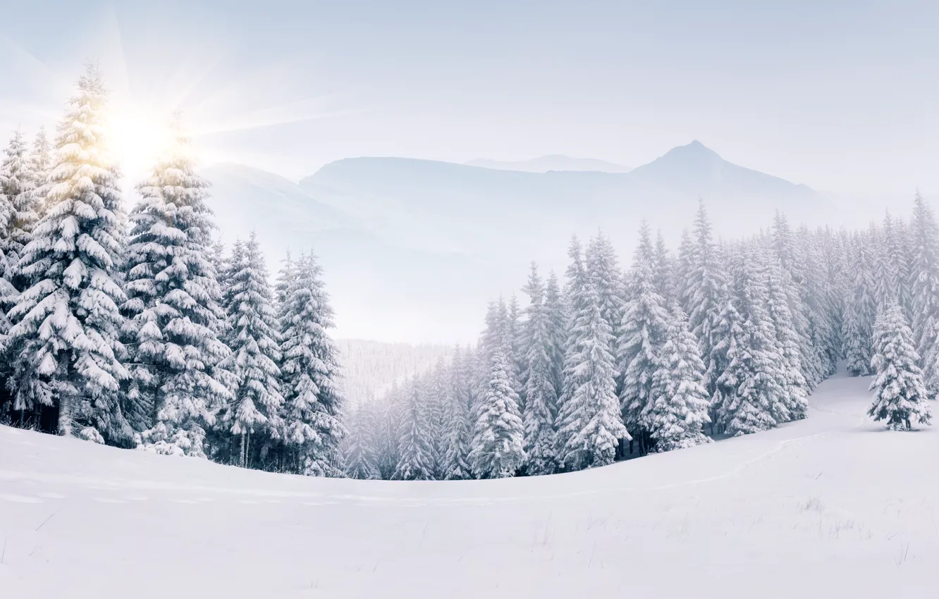 Фото обои зима, снег, елки, landscape, winter, snow