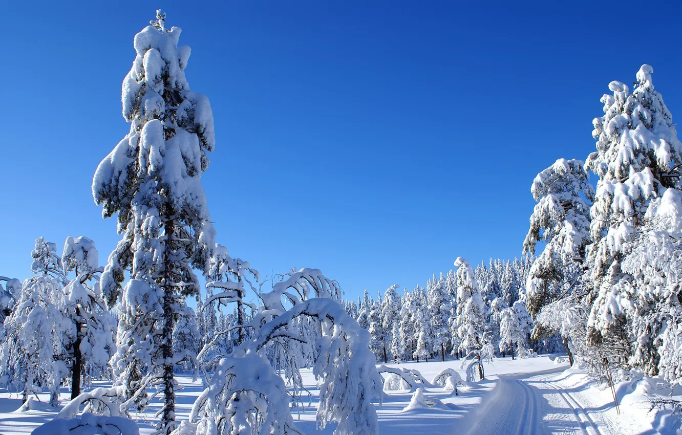 Фото обои холод, зима, дорога, небо, снег, пейзаж, природа, ели