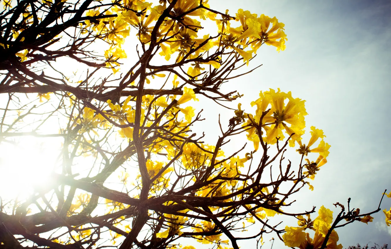 Фото обои цветы, дерево, куст, желтые, лепестки