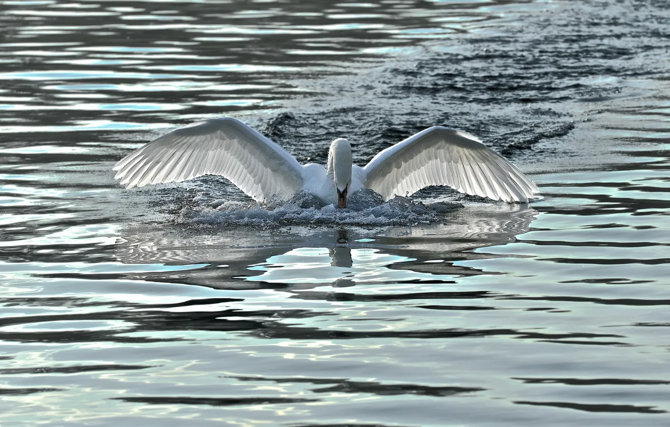 Фото обои вода, природа, лебедь