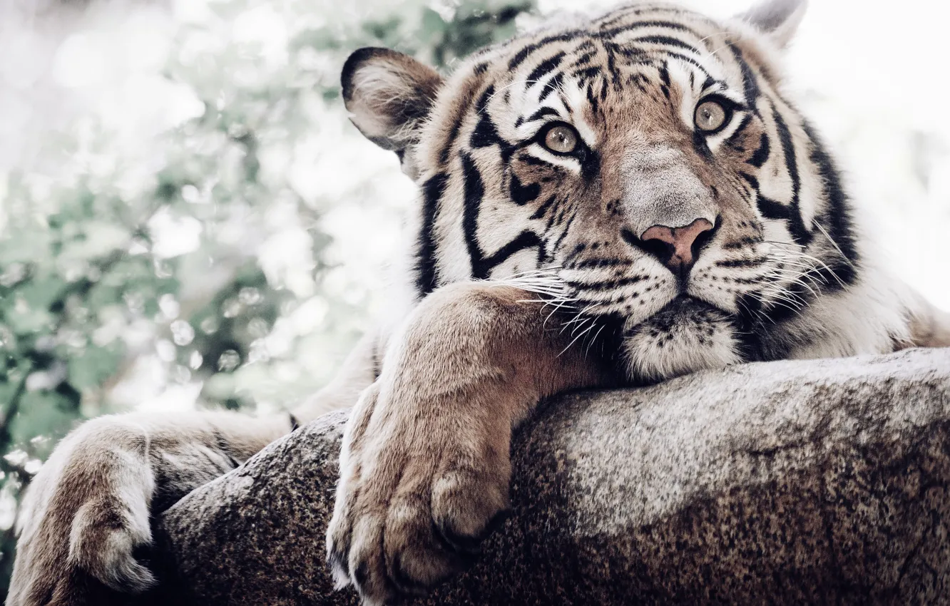 Фото обои взгляд, морда, тигр, лапы, белый тигр, дикая кошка