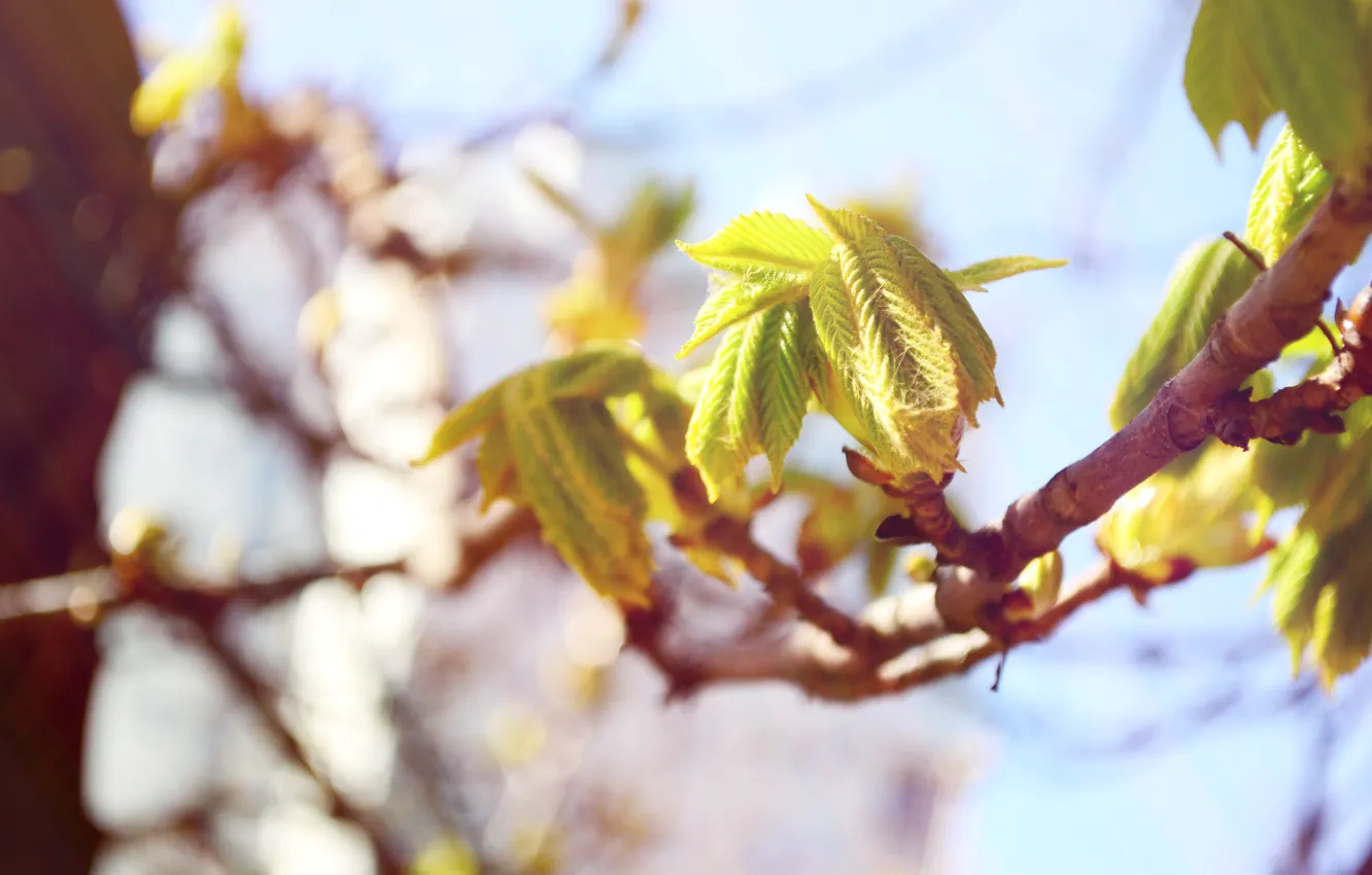 Фото обои зелень, листья, солнце, деревья, тепло, дерево, весна, каштан
