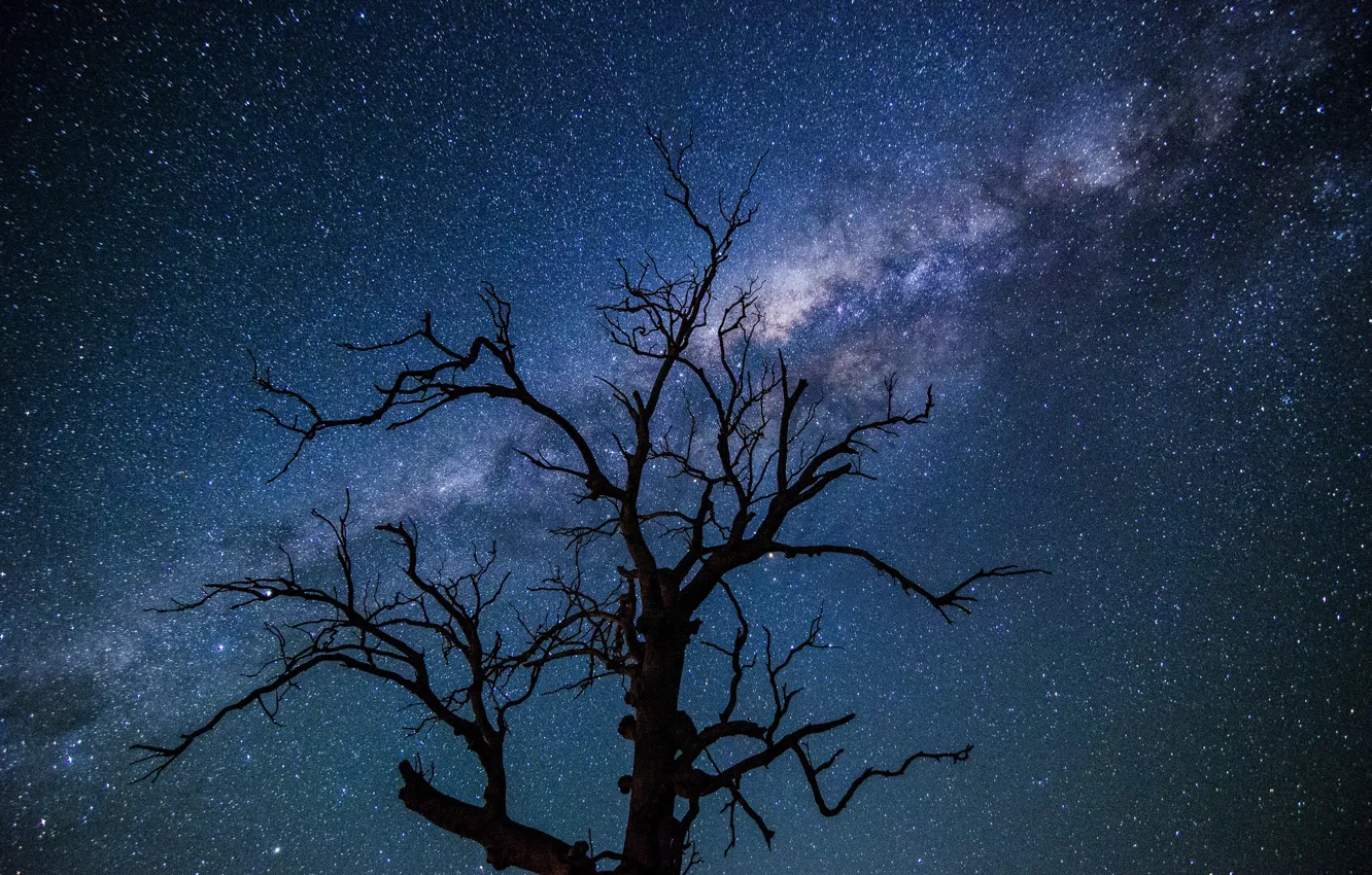 Фото обои космос, звезды, ночь, дерево, млечный путь