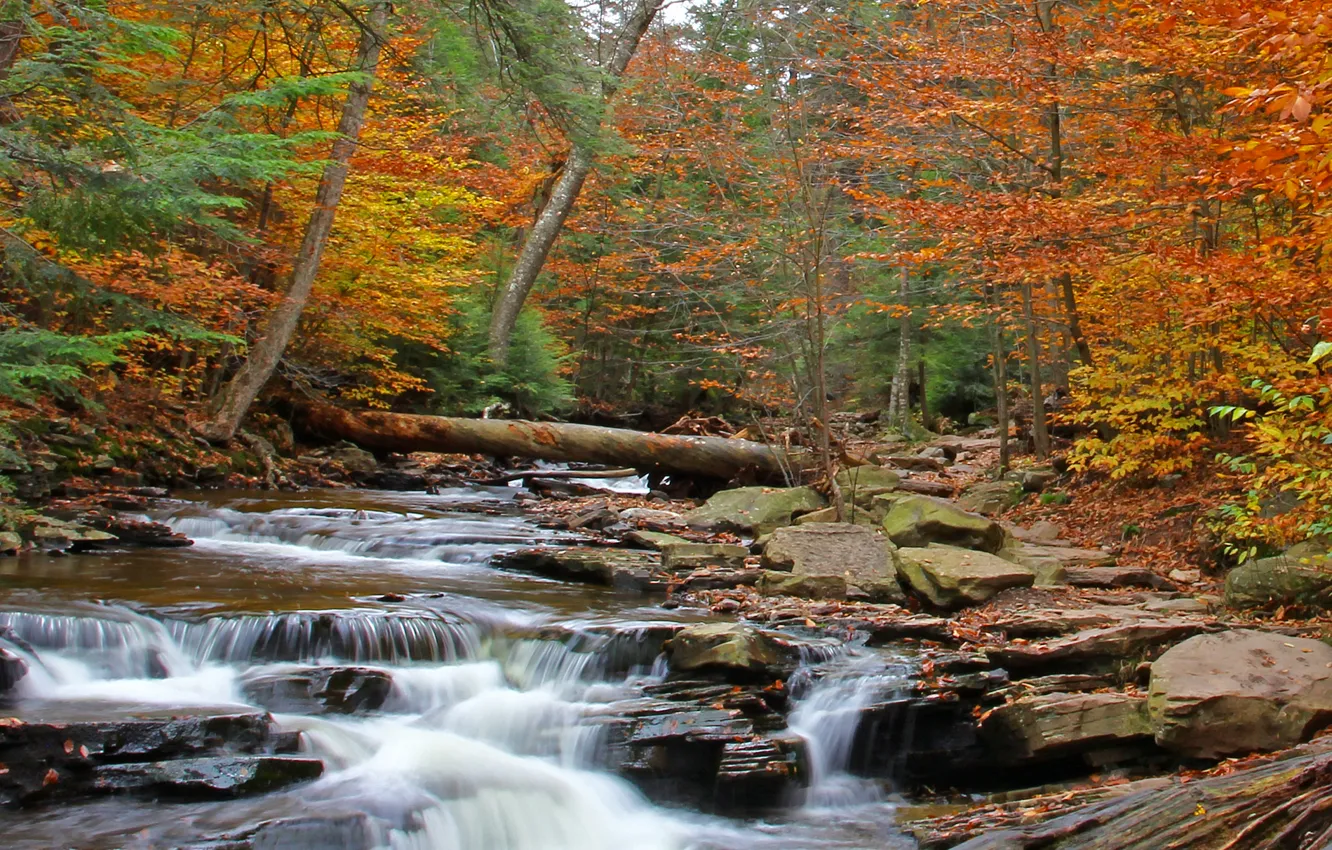 Фото обои осень, лес, деревья, река, камни