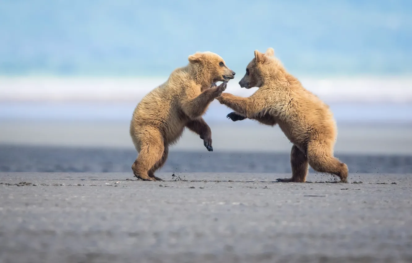 Фото обои игра, борьба, драка, пара, медвежата, парочка