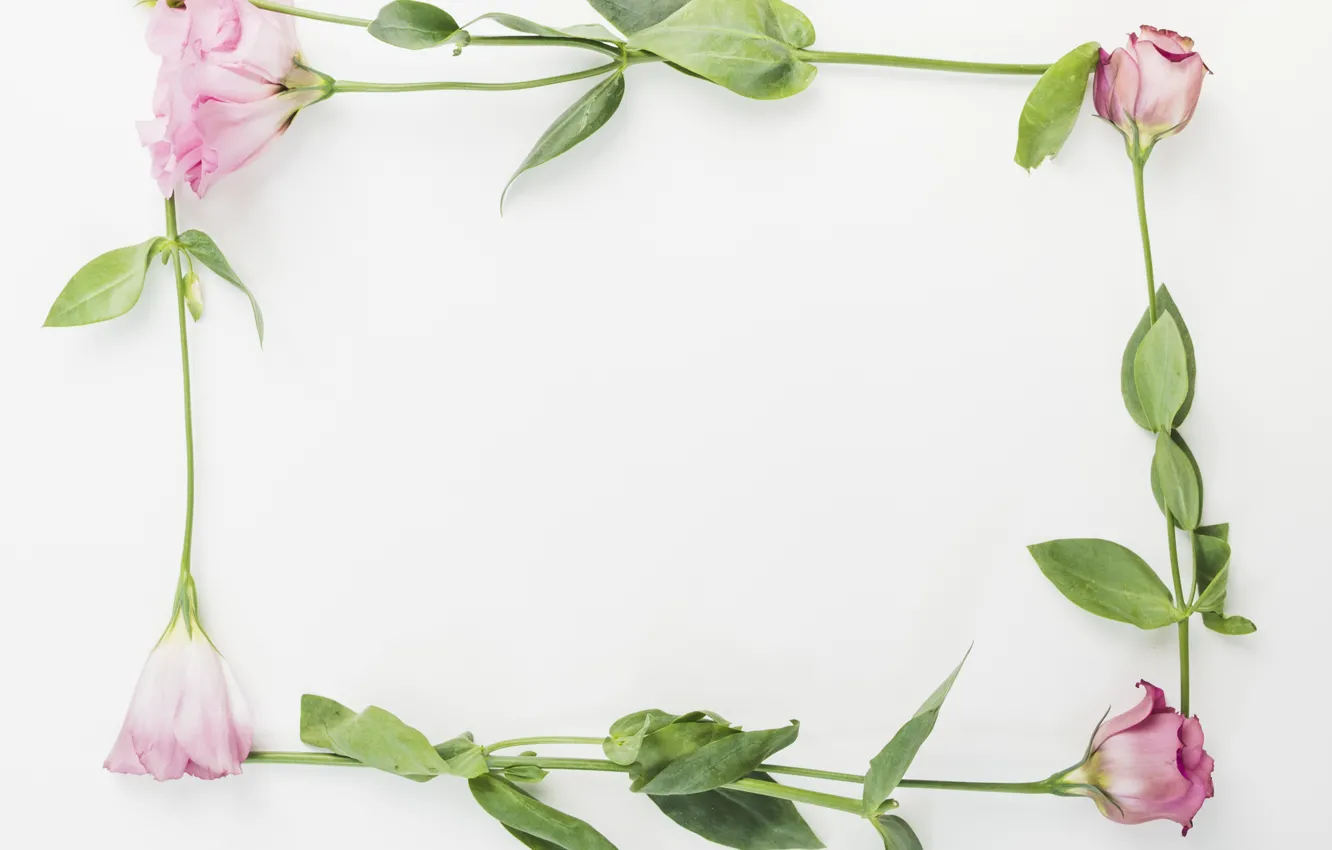 Фото обои цветы, pink, flowers, эустома