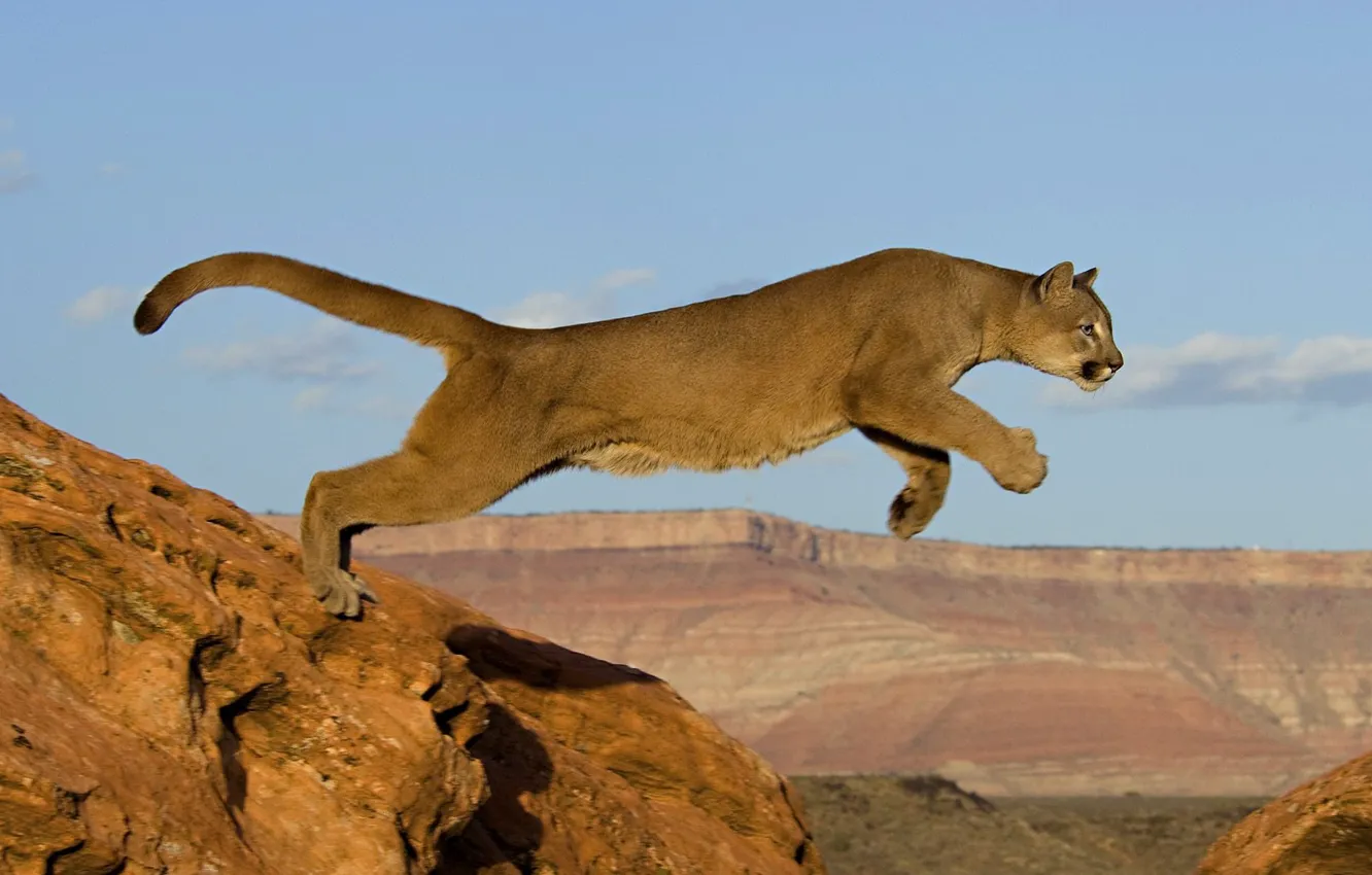 Фото обои кошка, скалы, прыжок, хищник, африка, пума