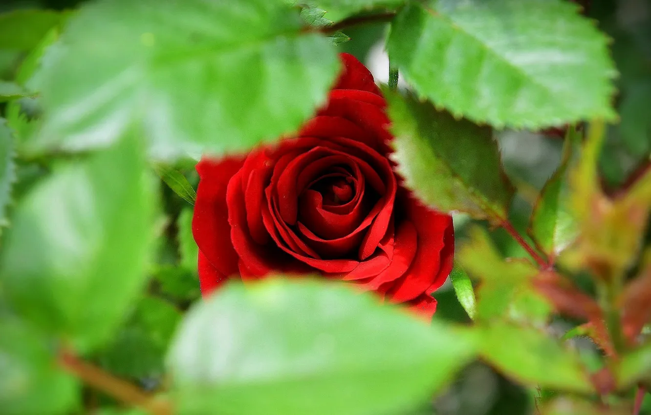 Фото обои Red rose, Красная роза, Зелёные листья, Green leaves