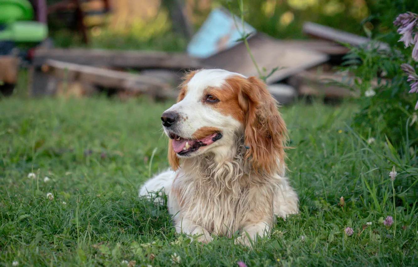 Фото обои собака, спаниель, spaniel