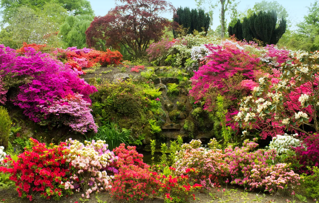 Фото обои деревья, цветы, камни, мох, сад, Великобритания, кусты, азалия